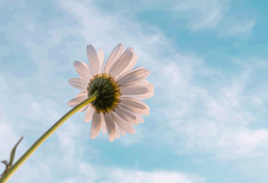 反转结局：虫虫漫画免费漫画在线看最后出乎意料